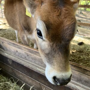 那須の牛さん