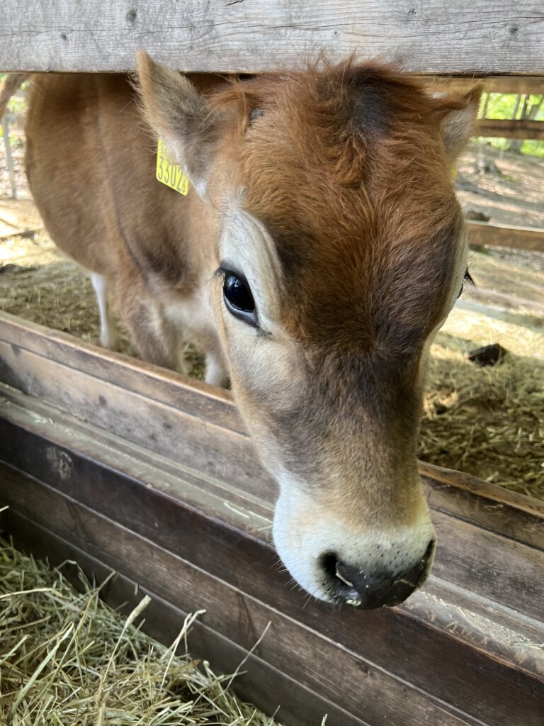 那須の牛さん